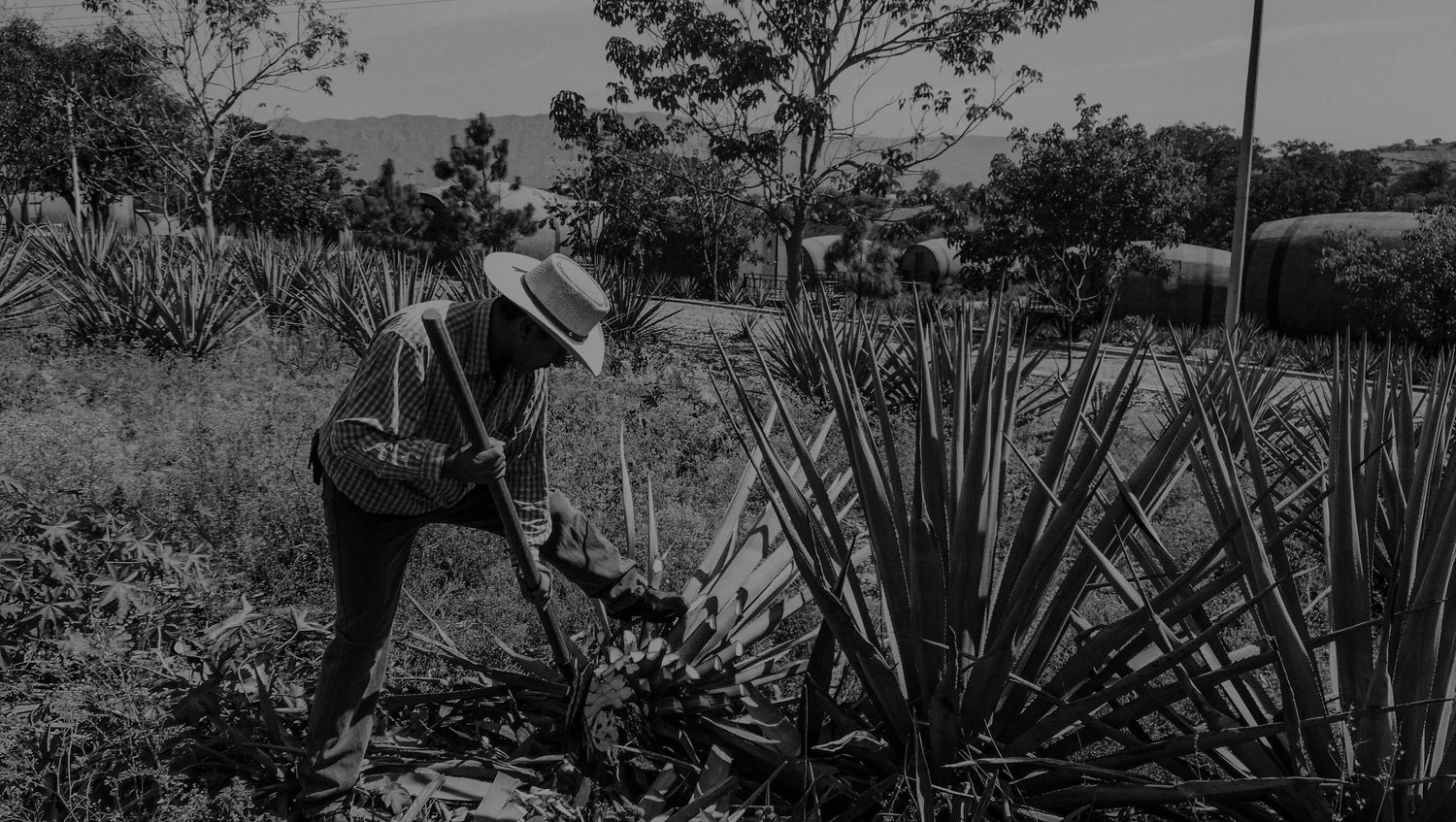 MEZCAL